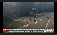 nuoro invasa dai gatti i volontari serve una sterilizzazione di massa