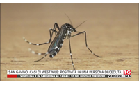 san gavino casi di west nile positivit in una persona deceduta