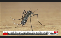 san gavino casi di west nile positivit in una persona deceduta
