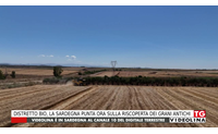 distretto bio la sardegna punta ora sulla riscoperta dei grani antichi