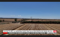 distretto bio la sardegna punta ora sulla riscoperta dei grani antichi