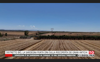 distretto bio la sardegna punta ora sulla riscoperta dei grani antichi