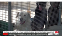 oristano la asl 5 avvia il piano di sterilizzazioni per contrastare il randagismo