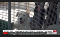 oristano la asl 5 avvia il piano di sterilizzazioni per contrastare il randagismo