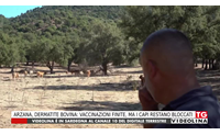 arzana dermatite bovina vaccinazioni finite ma i capi restano bloccati