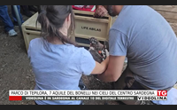 parco di tepilora 7 aquile del bonelli nei cieli del centro sardegna