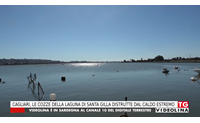 cagliari le cozze della laguna di santa gilla distrutte dal caldo estremo