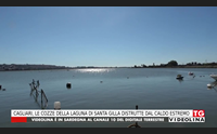 cagliari le cozze della laguna di santa gilla distrutte dal caldo estremo