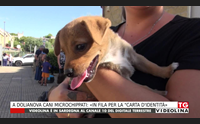 a dolianova cani microchippati in fila per la carta d identit