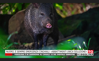 nuoro sempre emergenza cinghiali abbattimenti unica soluzione
