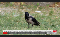 fauna selvatica nuovo allarme da ghilarza serve un piano di contenimento