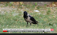ghilarza danni fauna selvatica confagricoltura incontra imprese e enti locali