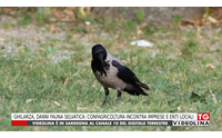 ghilarza danni fauna selvatica confagricoltura incontra imprese e enti locali