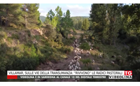 villamar sulle vie della transumanza rivivono le radici pastorali