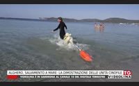 alghero salvamento a mare la dimostrazione delle unit cinofile