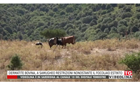 dermatite bovina a samugheo restrizioni nonostante il focolaio estinto