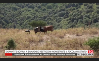 dermatite bovina a samugheo restrizioni nonostante il focolaio estinto