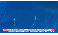 asinara recupero degli immobili ecco il piano della conservatoria delle coste