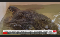 cabras la caretta caretta dalle sette vite boomerang torna in mare