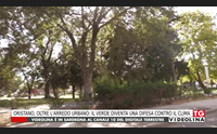 oristano oltre l arredo urbano il verde diventa una difesa contro il clima