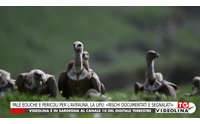 pale eoliche e pericoli per l avifauna la lipu rischi documentati e segnalati