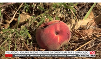 villacidro agrumi e pesche stagione da dimenticare per il gran caldo
