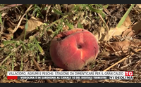 villacidro agrumi e pesche stagione da dimenticare per il gran caldo