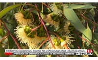 eucalyptus occidentalis risorsa per l apicoltura sarda valorizziamola