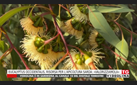 eucalyptus occidentalis risorsa per l apicoltura sarda valorizziamola