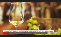 vermentino boom di cantine in gallura crescita del 90 in dieci anni