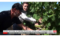 estate siccitosa le cantine escogitano sistemi per il risparmio idrico
