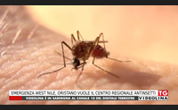 emergenza west nile oristano vuole il centro regionale antinsetti