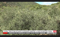 oliena 3500 ettari di oliveti e un nuovo frantoio l olio la nostra storia