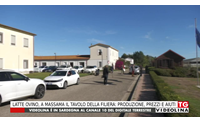 latte ovino a massama il tavolo della filiera produzione prezzi e aiuti