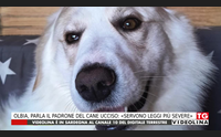 olbia parla il padrone del cane ucciso servono leggi pi severe