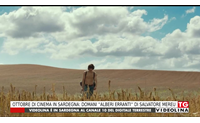 ottobre di cinema in sardegna domani alberi erranti di salvatore mereu