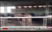 dermatite bovina sistema paralizzato dalla burocrazia sanitaria europea