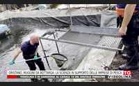 oristano muggini da bottarga la scienza in supporto delle imprese di pesca