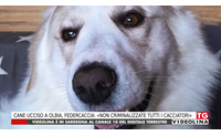 cane ucciso a olbia federcaccia non criminalizzate tutti i cacciatori