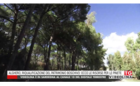 alghero riqualificazione del patrimonio boschivo ecco le risorse per le pinete