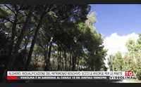 alghero riqualificazione del patrimonio boschivo ecco le risorse per le pinete