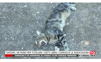 sassari un piano per tutelare i gatti liberi coinvolte le associazioni