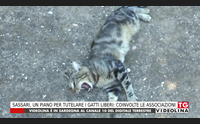 sassari un piano per tutelare i gatti liberi coinvolte le associazioni